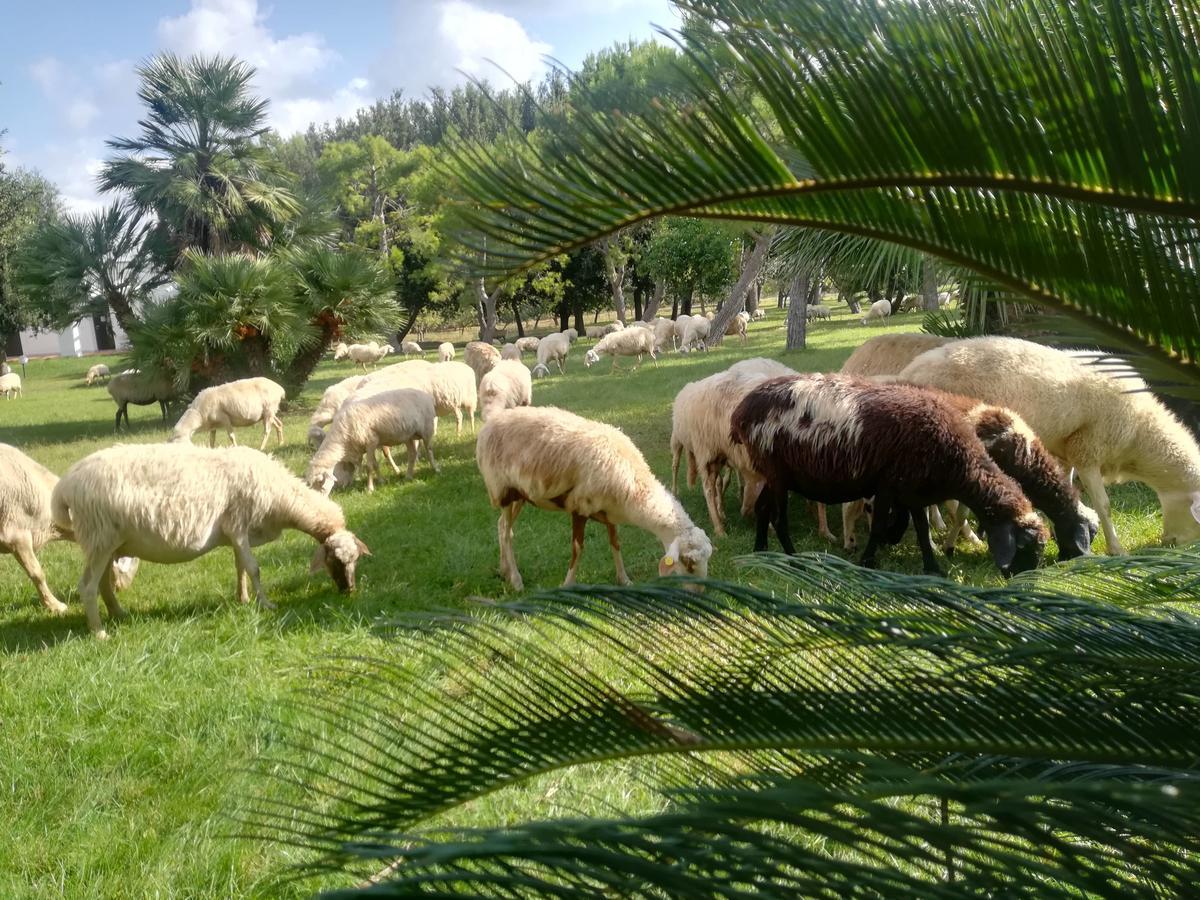 Agriturismo Torrevecchia 圣潘克拉齐奥萨伦蒂诺 外观 照片