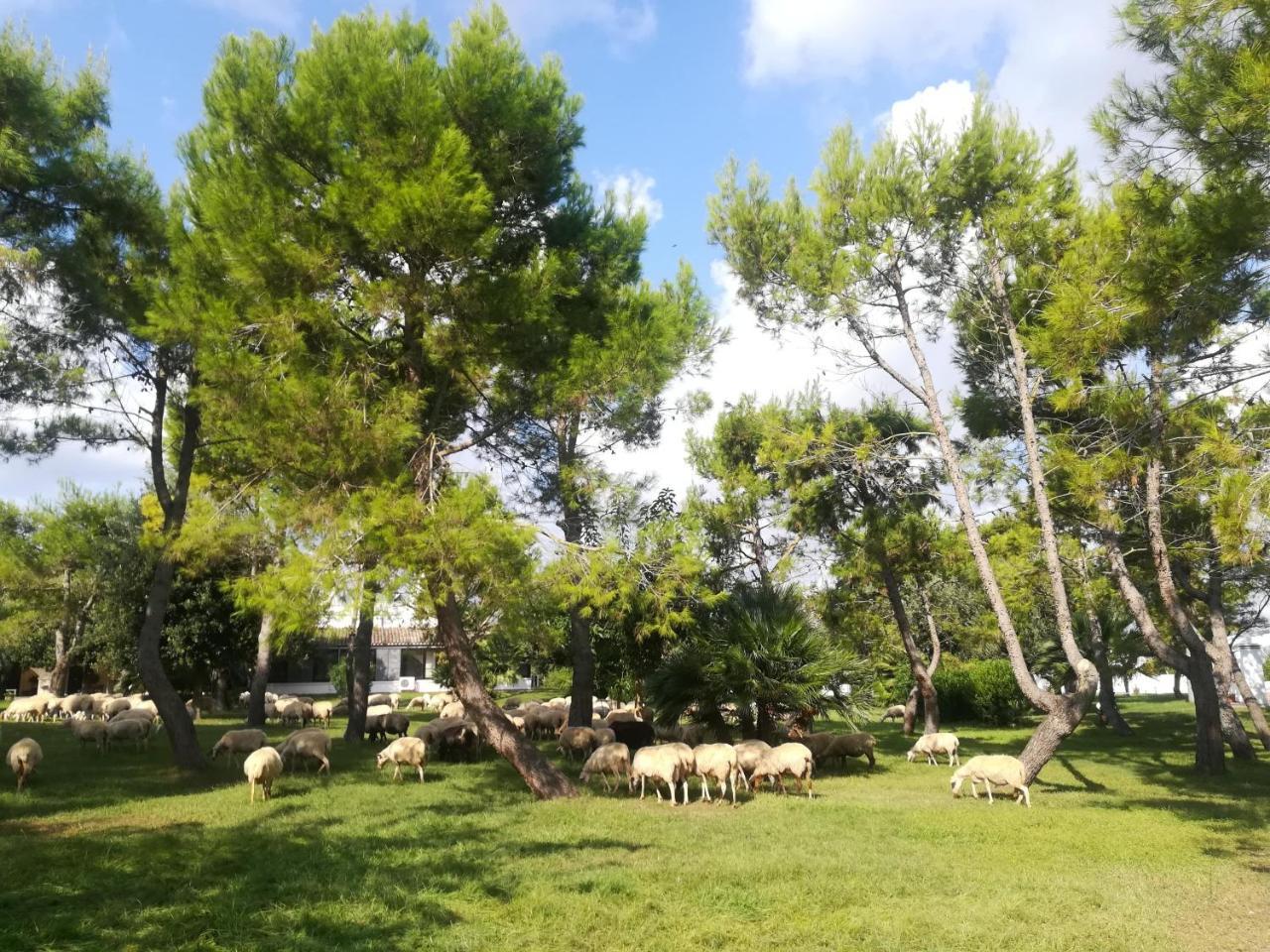 Agriturismo Torrevecchia 圣潘克拉齐奥萨伦蒂诺 外观 照片