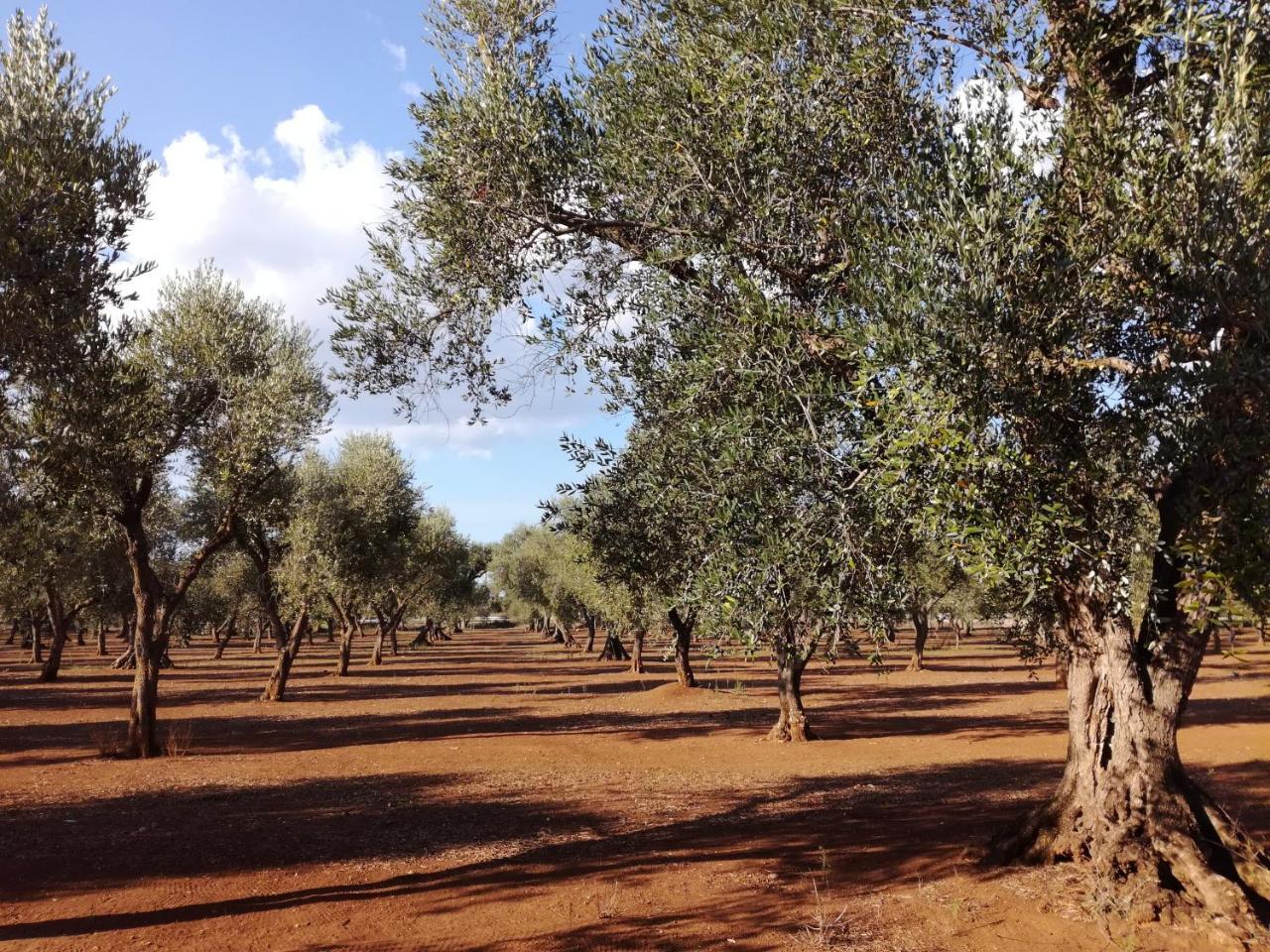 Agriturismo Torrevecchia 圣潘克拉齐奥萨伦蒂诺 外观 照片
