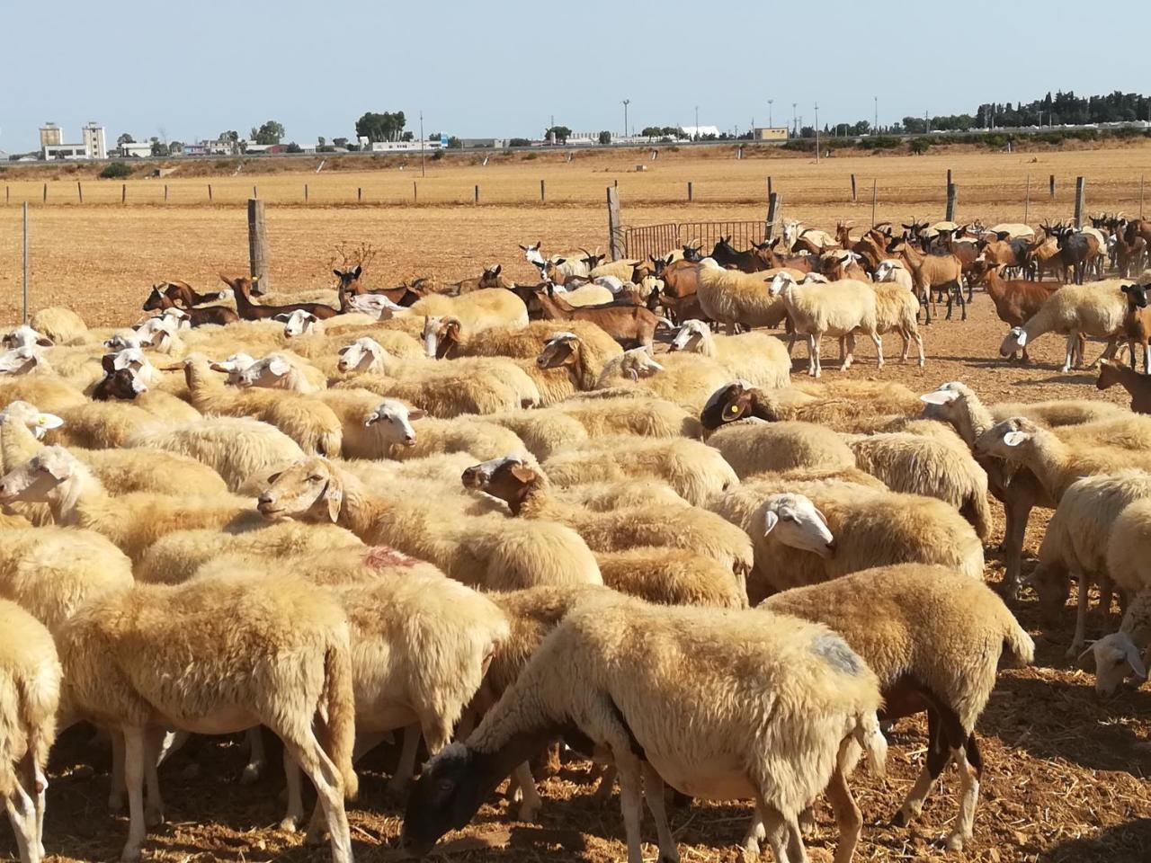 Agriturismo Torrevecchia 圣潘克拉齐奥萨伦蒂诺 外观 照片