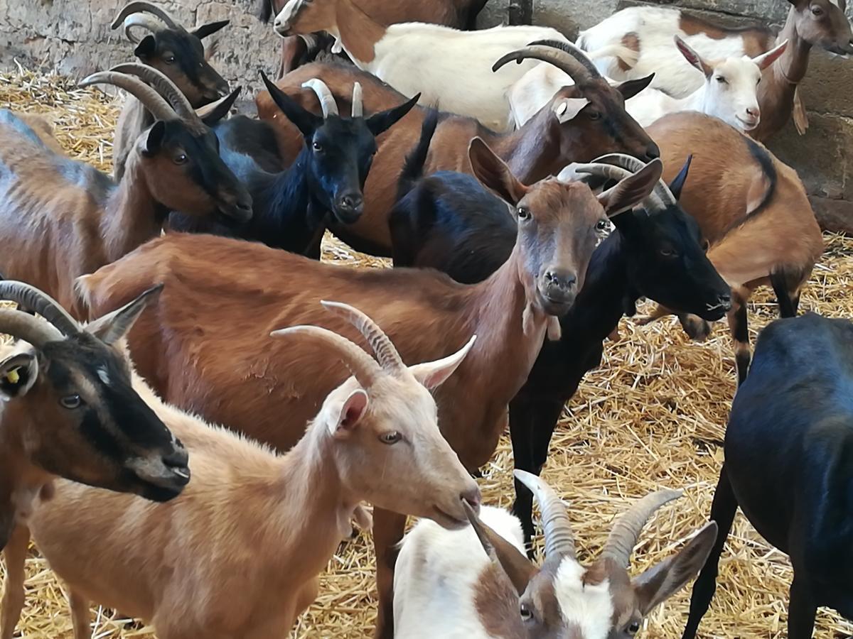 Agriturismo Torrevecchia 圣潘克拉齐奥萨伦蒂诺 外观 照片